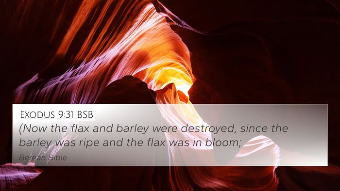 Exodus 9:31 BSB 4K Wallpaper - (Now the flax and barley were destroyed, since - 4K Wallpaper Bible Verse