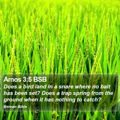 Amos 3:5 BSB Bible Verse Image
