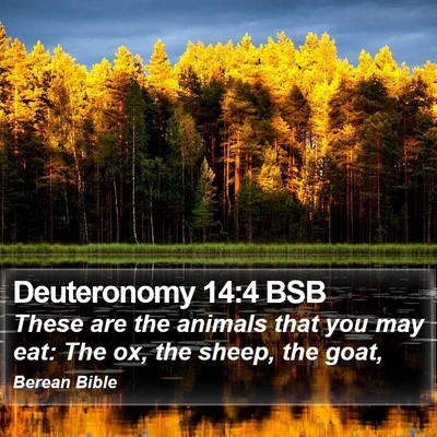Deuteronomy 14:4 BSB Bible Verse Image