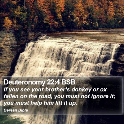 Deuteronomy 22:4 BSB Bible Verse Image