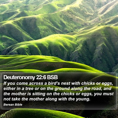 Deuteronomy 22:6 BSB Bible Verse Image