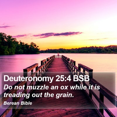 Deuteronomy 25:4 BSB Bible Verse Image