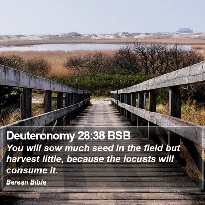 Deuteronomy 28:38 BSB Bible Verse Image