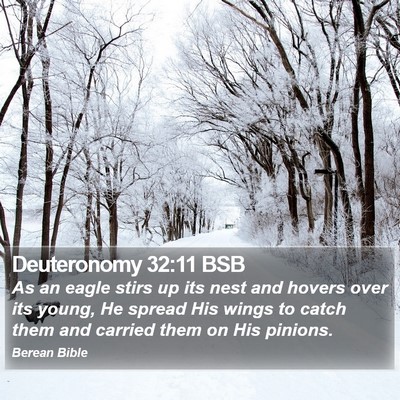 Deuteronomy 32:11 BSB Bible Verse Image