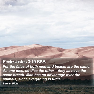 Ecclesiastes 3:19 BSB Bible Verse Image