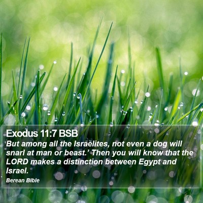 Exodus 11:7 BSB Bible Verse Image