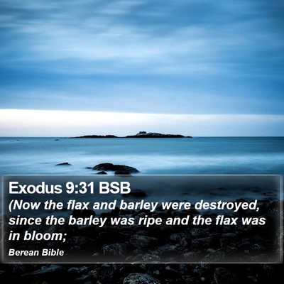 Exodus 9:31 BSB Bible Verse Image