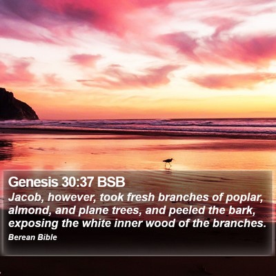 Genesis 30:37 BSB Bible Verse Image