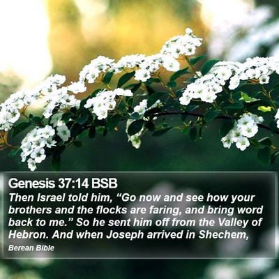 Genesis 37:14 BSB Bible Verse Image