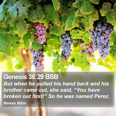 Genesis 38:29 BSB Bible Verse Image