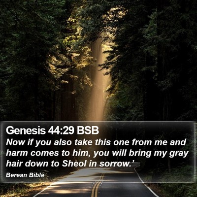 Genesis 44:29 BSB Bible Verse Image