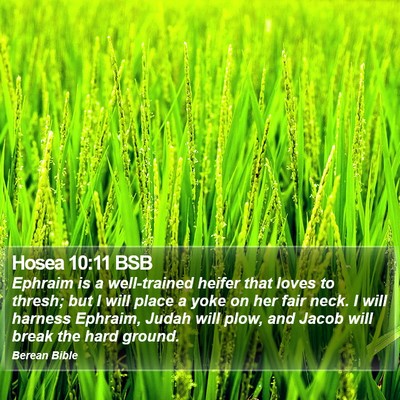 Hosea 10:11 BSB Bible Verse Image