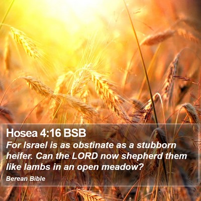 Hosea 4:16 BSB Bible Verse Image