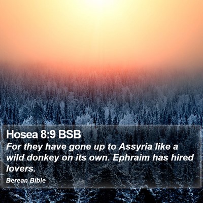Hosea 8:9 BSB Bible Verse Image