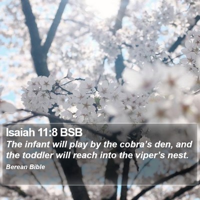 Isaiah 11:8 BSB Bible Verse Image