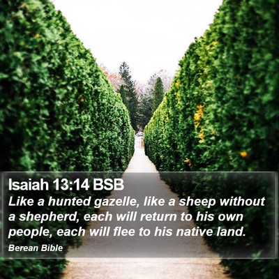 Isaiah 13:14 BSB Bible Verse Image