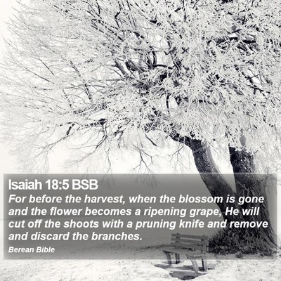 Isaiah 18:5 BSB Bible Verse Image
