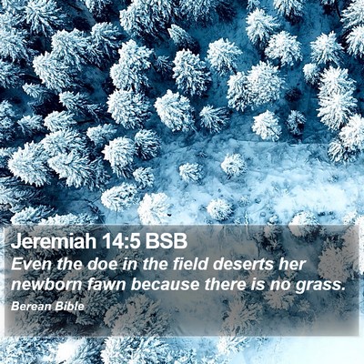 Jeremiah 14:5 BSB Bible Verse Image