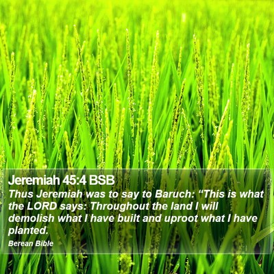 Jeremiah 45:4 BSB Bible Verse Image