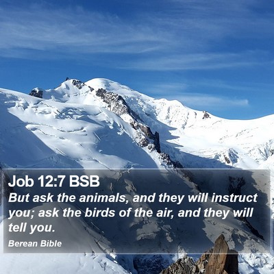 Job 12:7 BSB Bible Verse Image