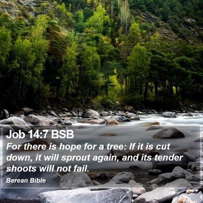 Job 14:7 BSB Bible Verse Image