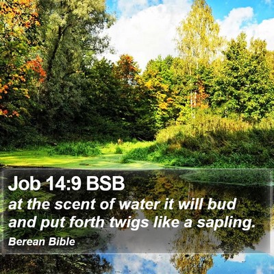 Job 14:9 BSB Bible Verse Image