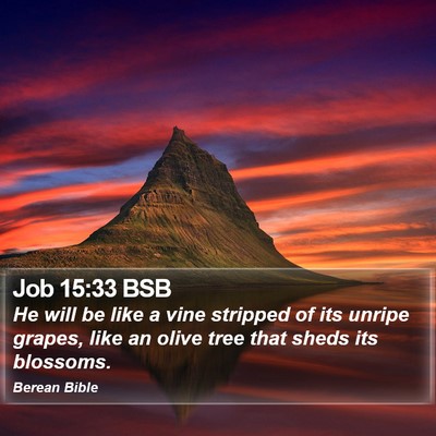 Job 15:33 BSB Bible Verse Image