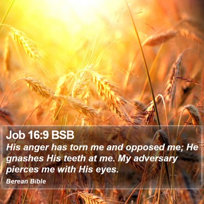 Job 16:9 BSB Bible Verse Image