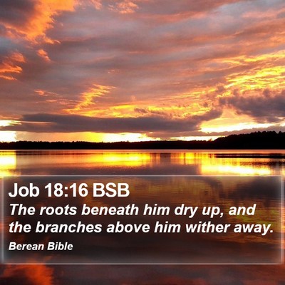 Job 18:16 BSB Bible Verse Image