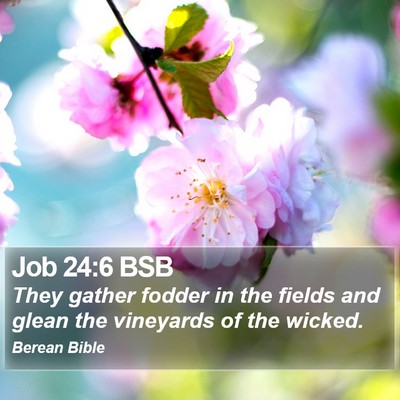 Job 24:6 BSB Bible Verse Image