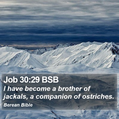 Job 30:29 BSB Bible Verse Image