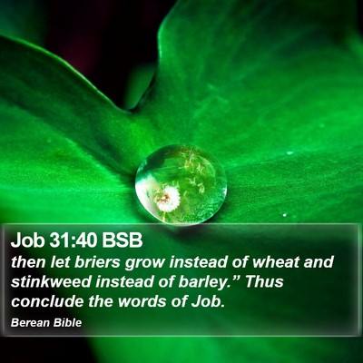 Job 31:40 BSB Bible Verse Image