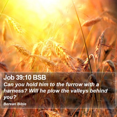 Job 39:10 BSB Bible Verse Image