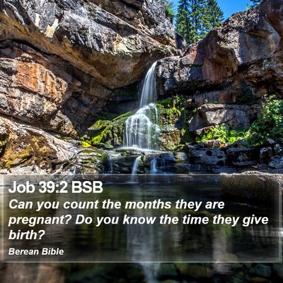 Job 39:2 BSB Bible Verse Image