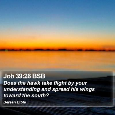 Job 39:26 BSB Bible Verse Image