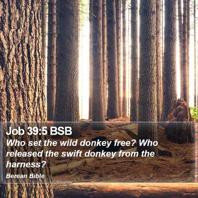 Job 39:5 BSB Bible Verse Image