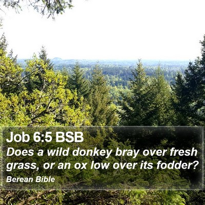Job 6:5 BSB Bible Verse Image