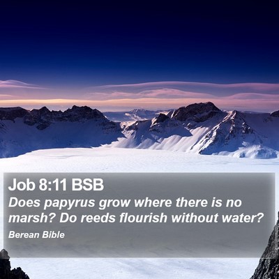 Job 8:11 BSB Bible Verse Image