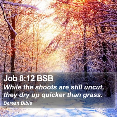 Job 8:12 BSB Bible Verse Image