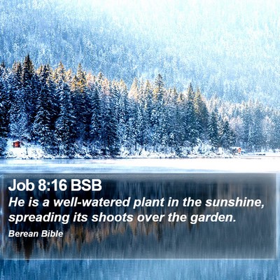 Job 8:16 BSB Bible Verse Image