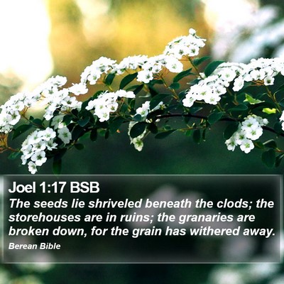 Joel 1:17 BSB Bible Verse Image