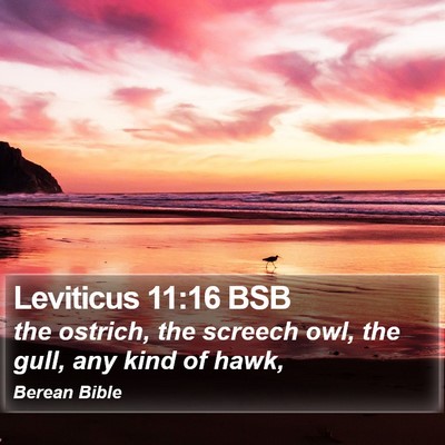 Leviticus 11:16 BSB Bible Verse Image