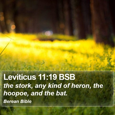 Leviticus 11:19 BSB Bible Verse Image