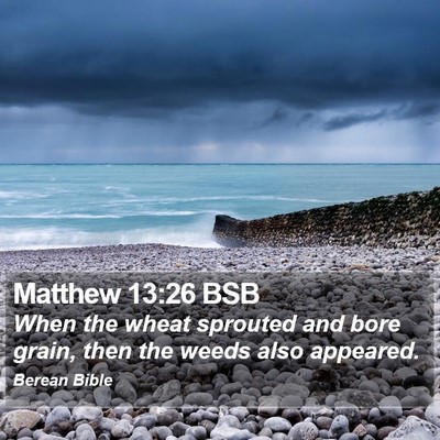 Matthew 13:26 BSB Bible Verse Image