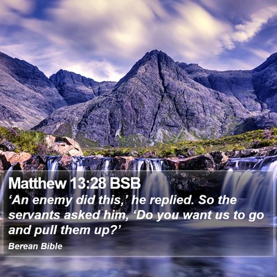 Matthew 13:28 BSB Bible Verse Image