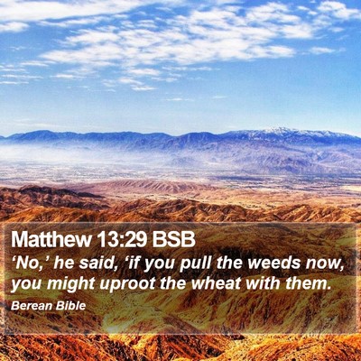 Matthew 13:29 BSB Bible Verse Image