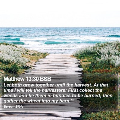 Matthew 13:30 BSB Bible Verse Image