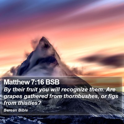Matthew 7:16 BSB Bible Verse Image