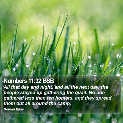 Numbers 11:32 BSB Bible Verse Image
