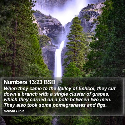 Numbers 13:23 BSB Bible Verse Image